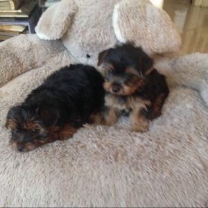 Meet your Posher, Kamiko